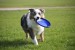 dog_with_frisbee