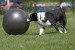 1280-148271155-border-collie-in-dog-sport