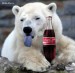 medveď a cola